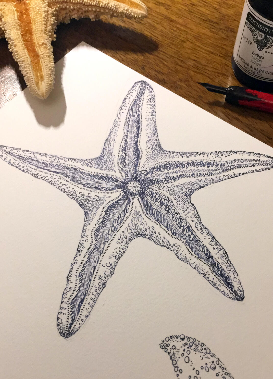 Federzeichnung Seestern