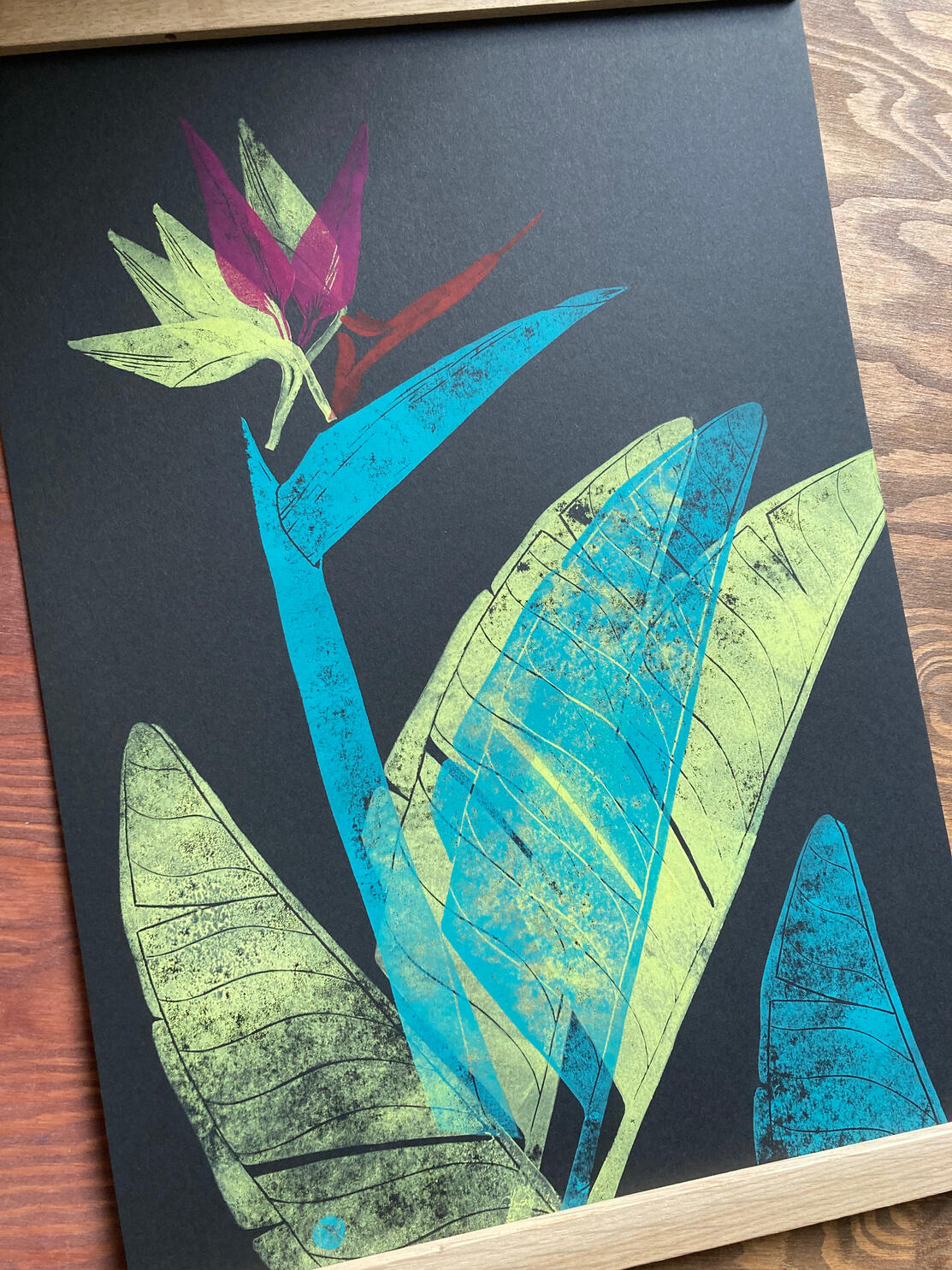 schwarze Strelitzie 164 €